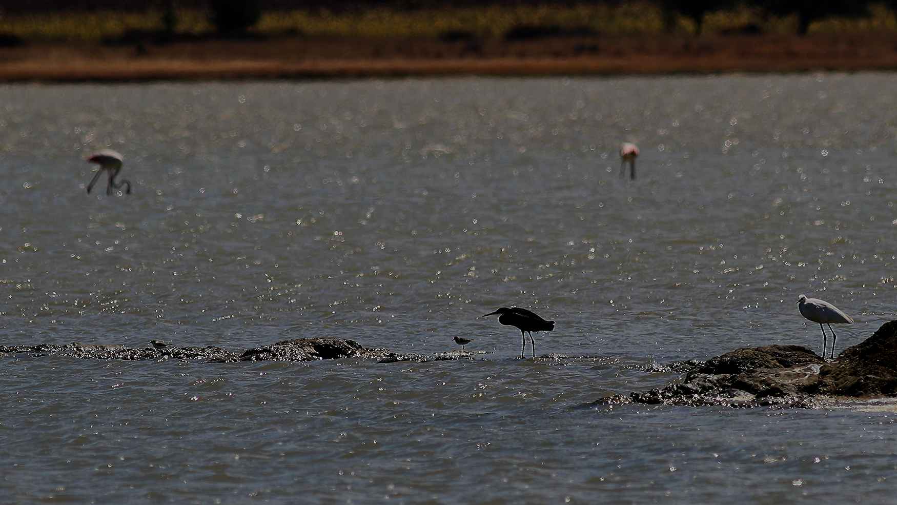 Western Reef-Heron